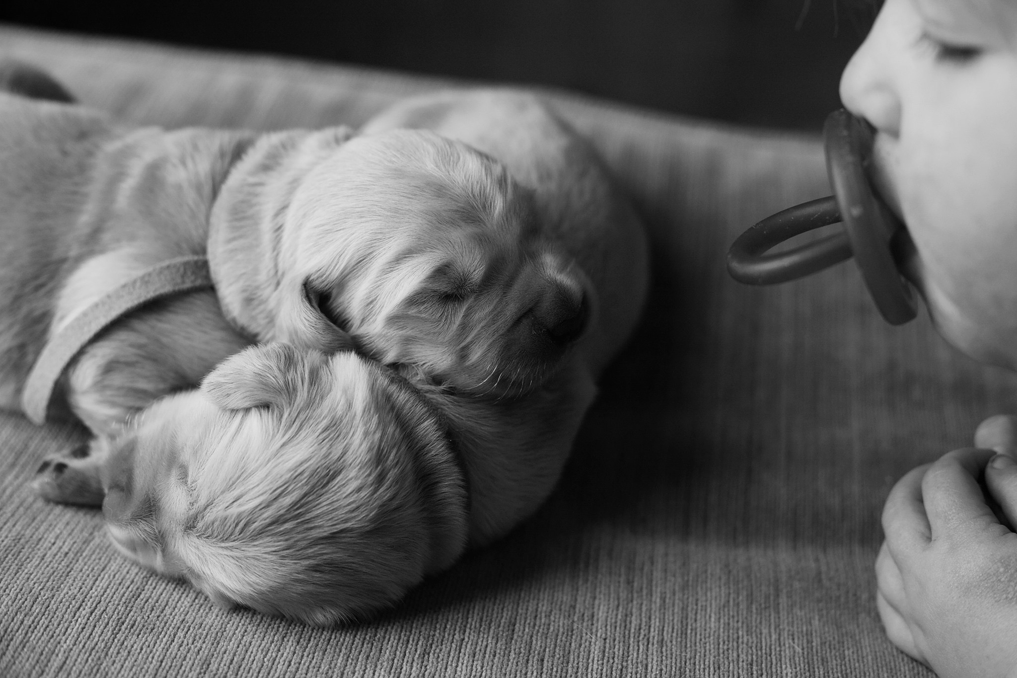 Painted Crimson Goldens